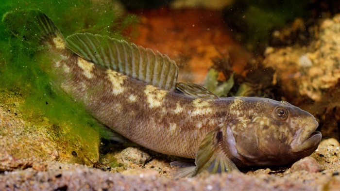 Round goby. Photo: Sune Riis Sørensen.