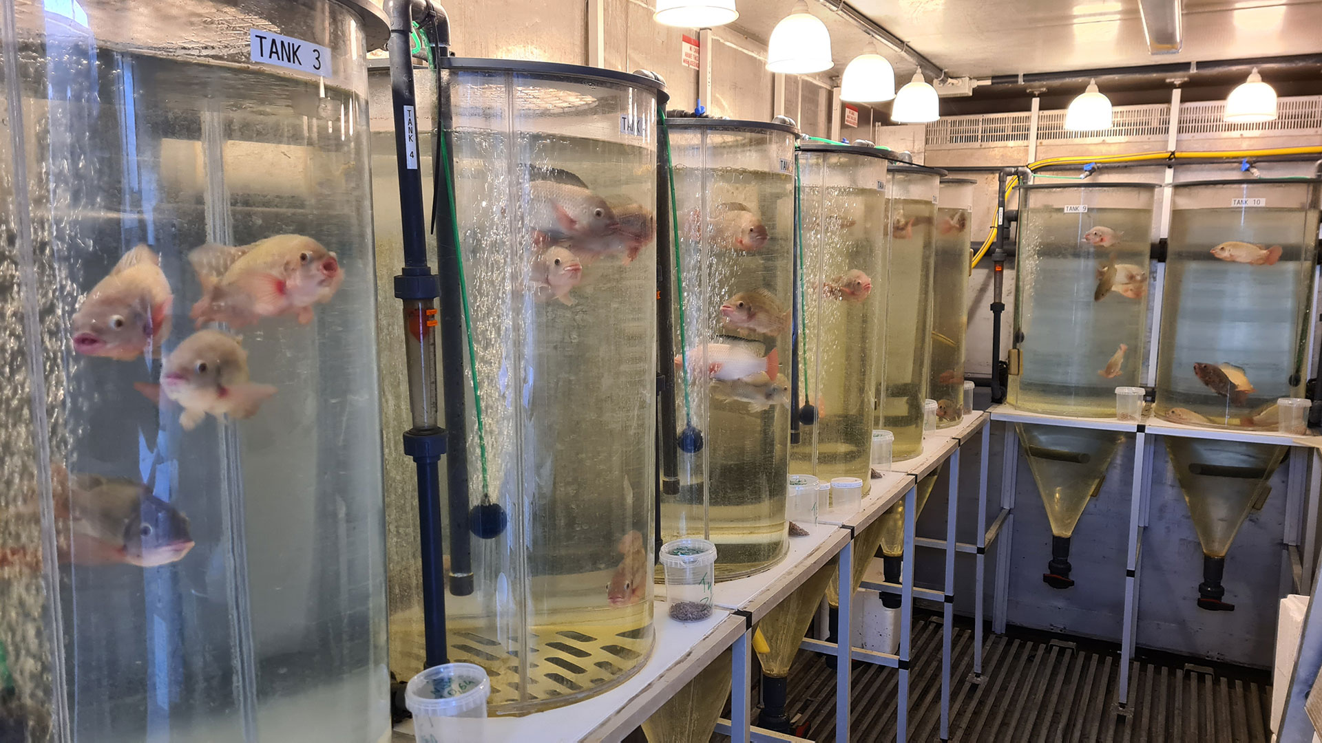 Forsøgsfaciliteter til forskning i akvakultur. Foto: Peter Skov.