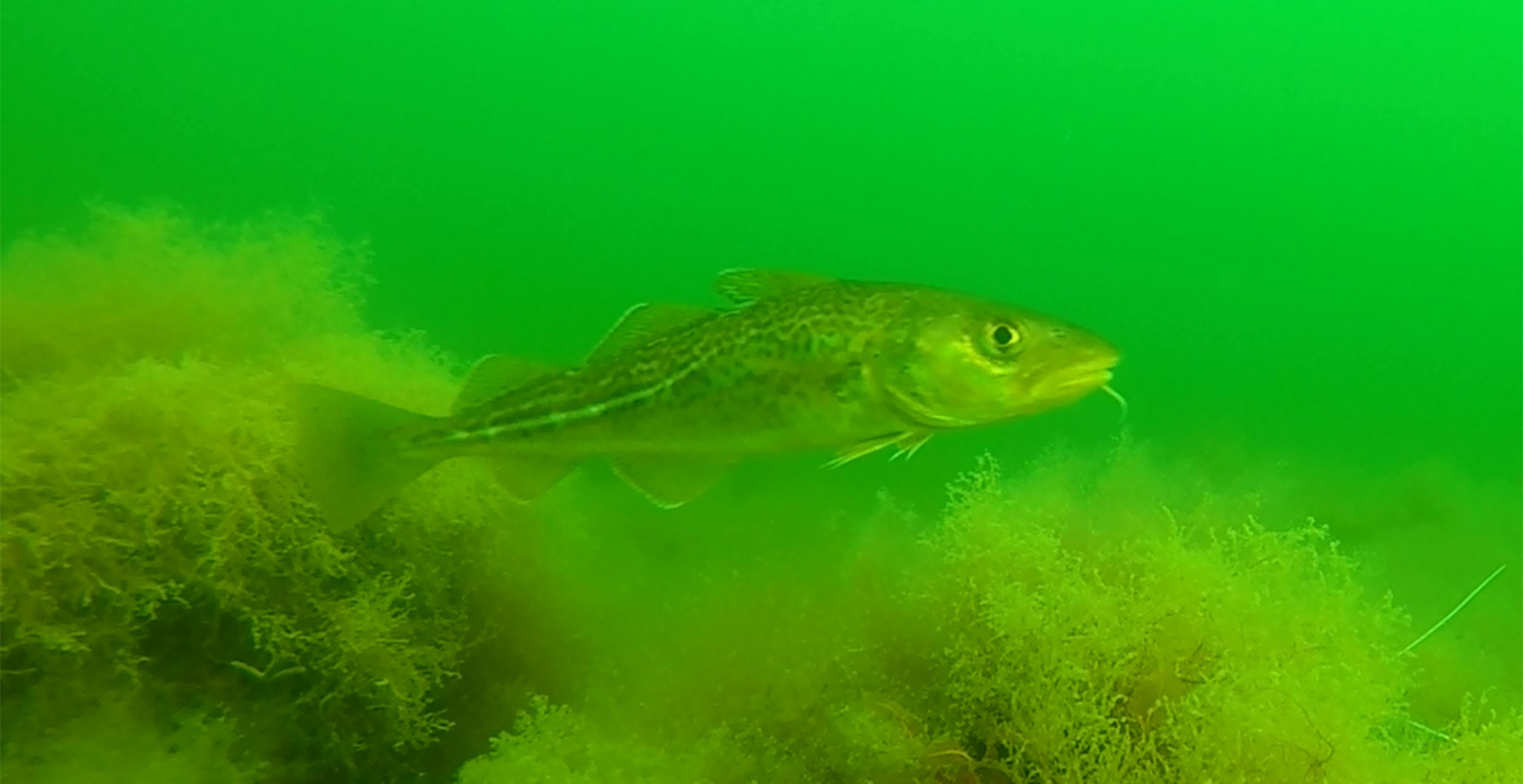 Torsk ved naturligt stenrev. Foto: Jon C. Svendsen