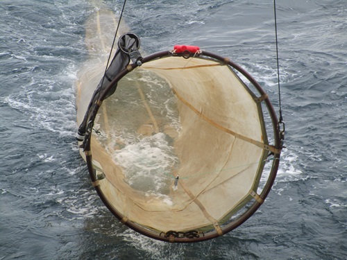 Sildelarveundersøgelsen foretages med et stort finmasket net. Foto Bastian Huwer