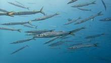 Barracuda (Sphyraena viridensis). Photo: Marcel Montanyès Solé