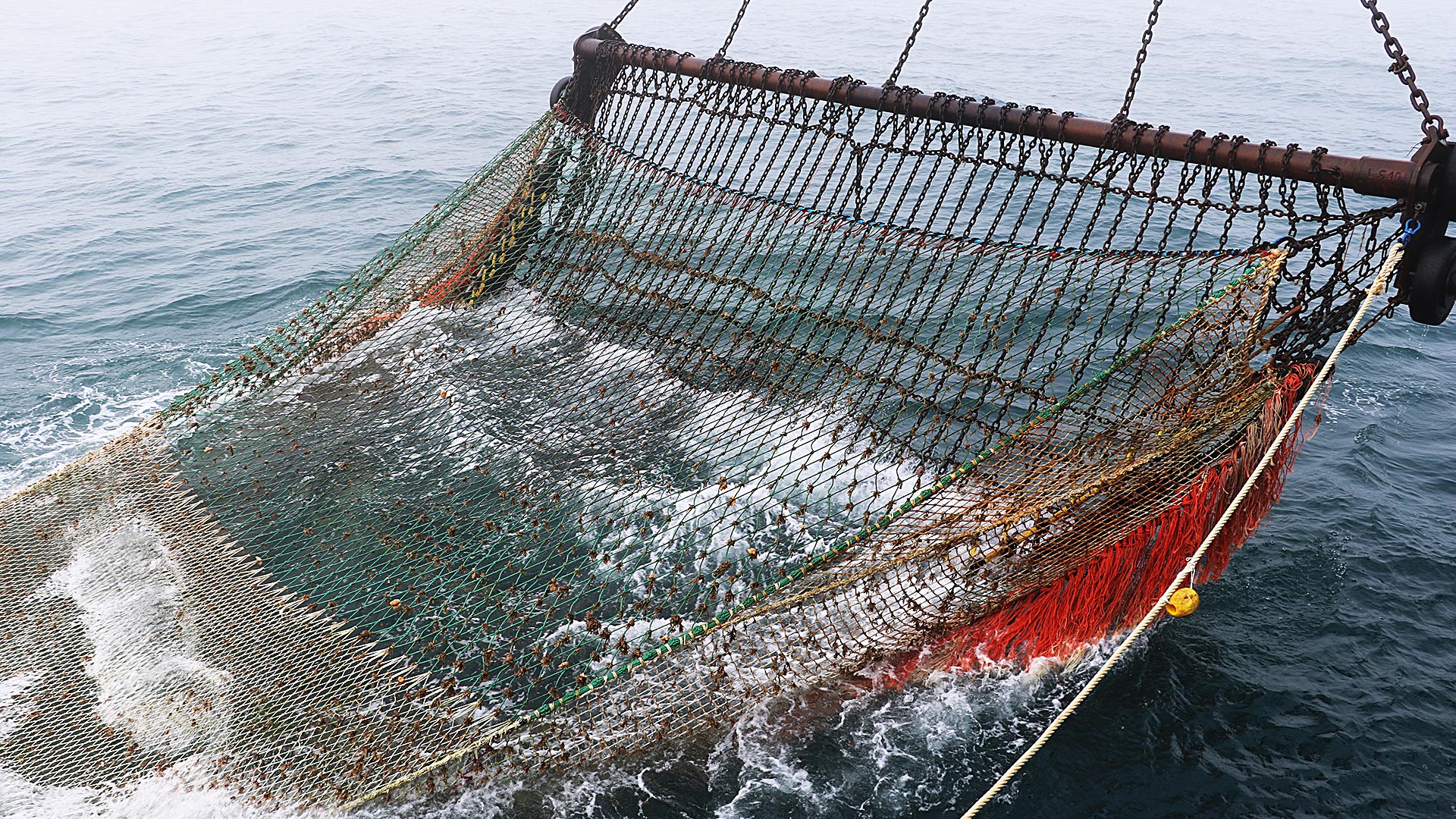 Kædemåtten på bomtrawlsfiskeri. Foto Anne Mette Kroner