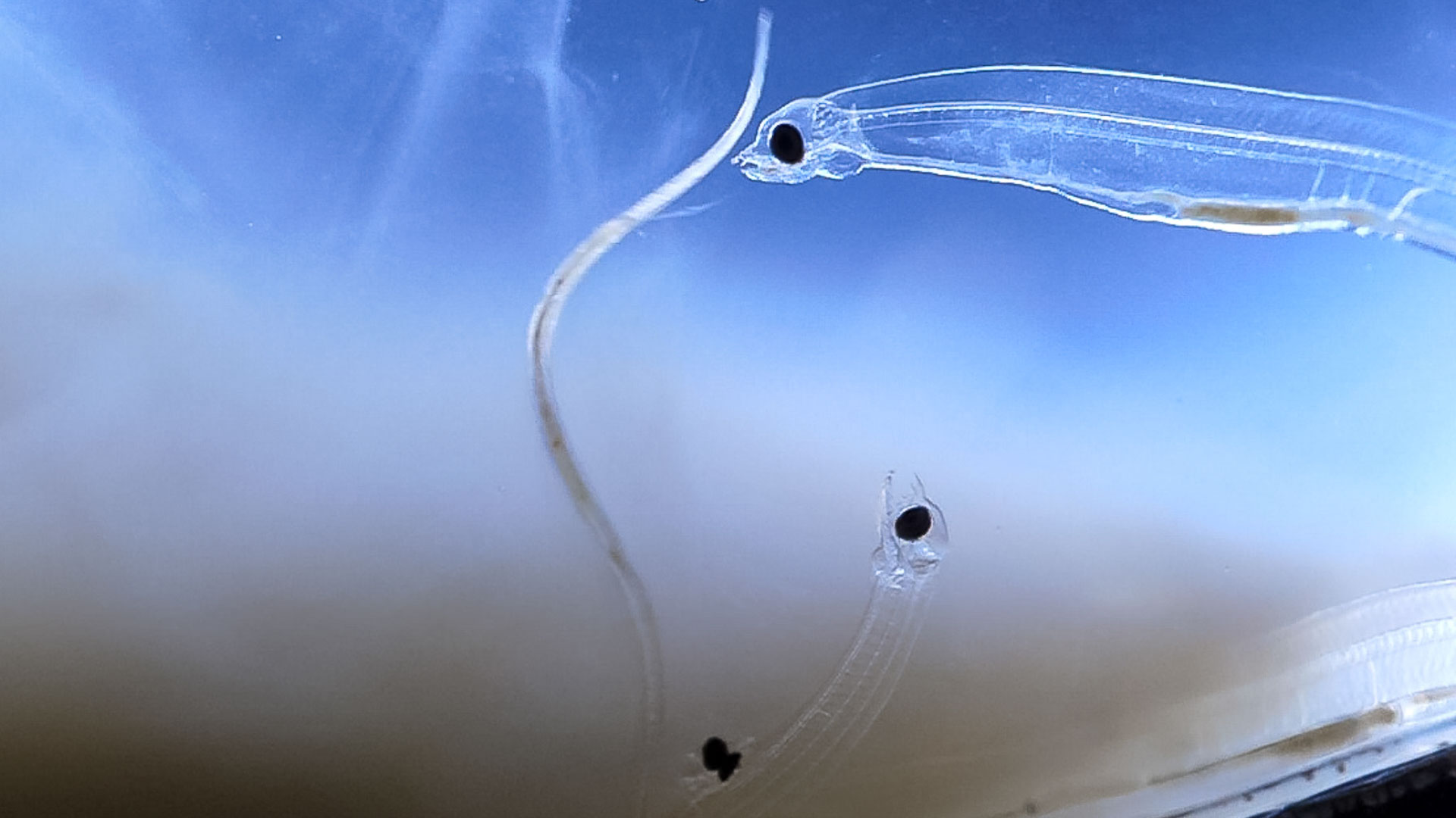 Feeding European eel leptocephalus larvae