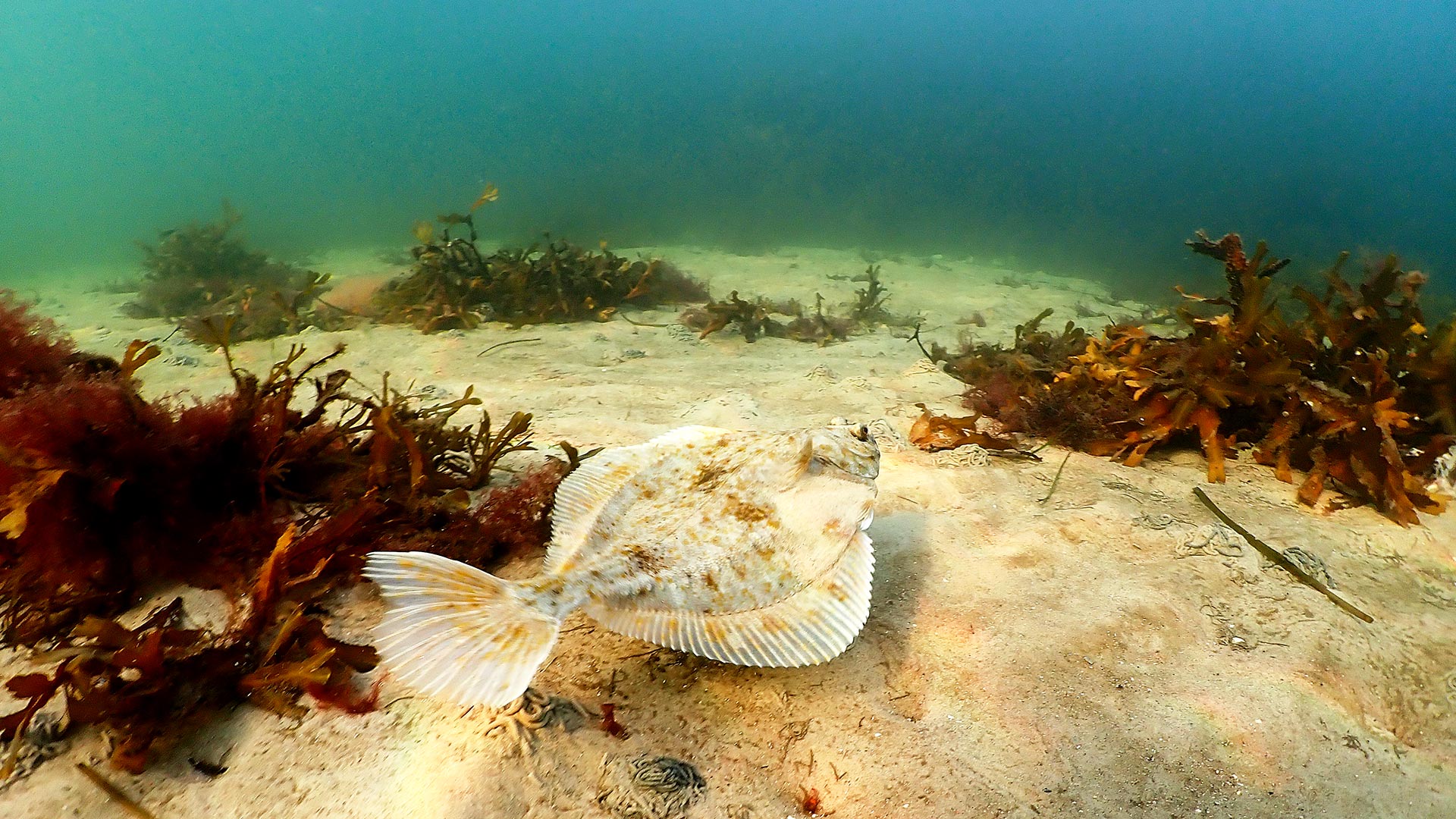 Plaice on healthy seabed in Oresund