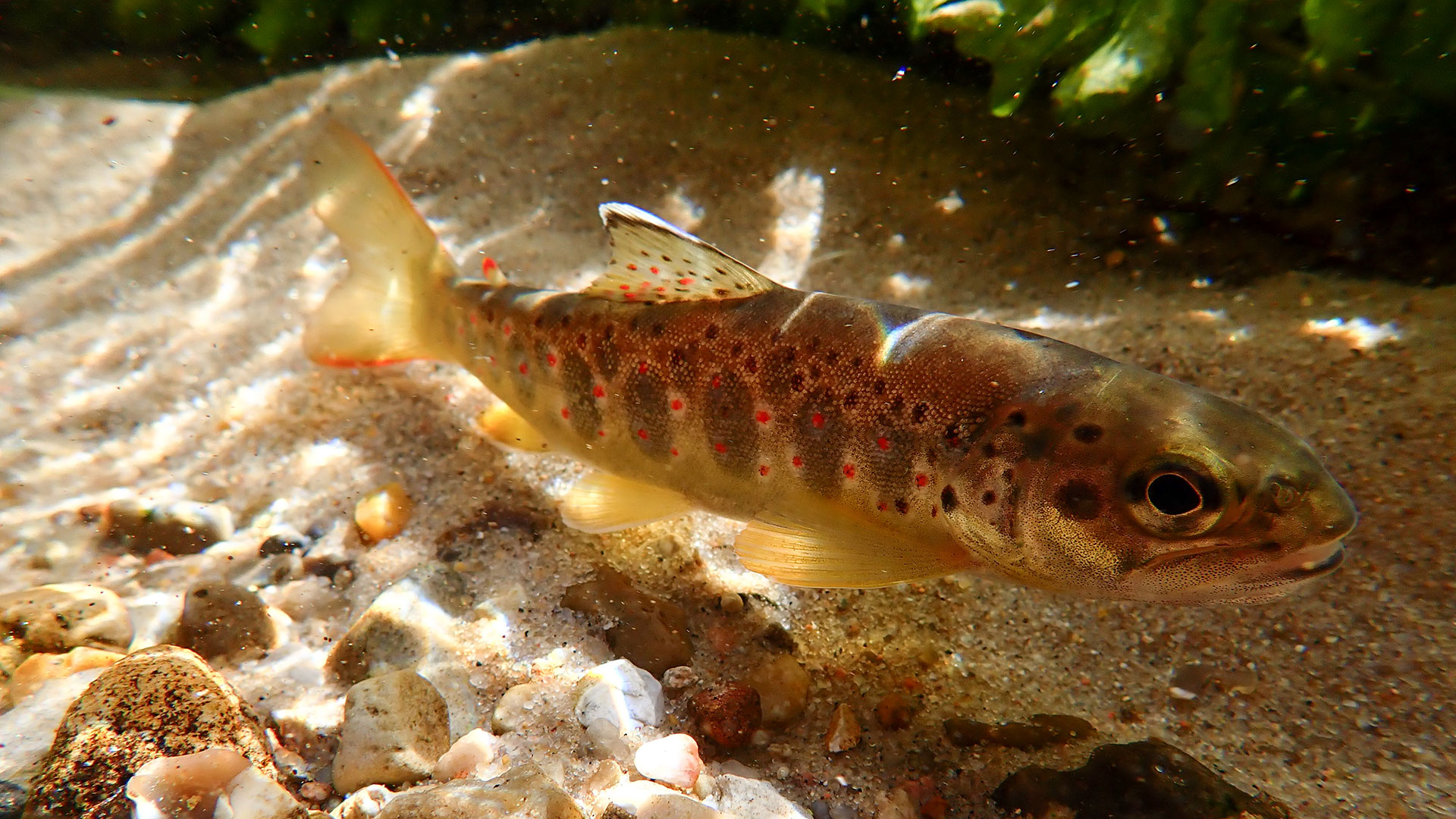 Trout in river