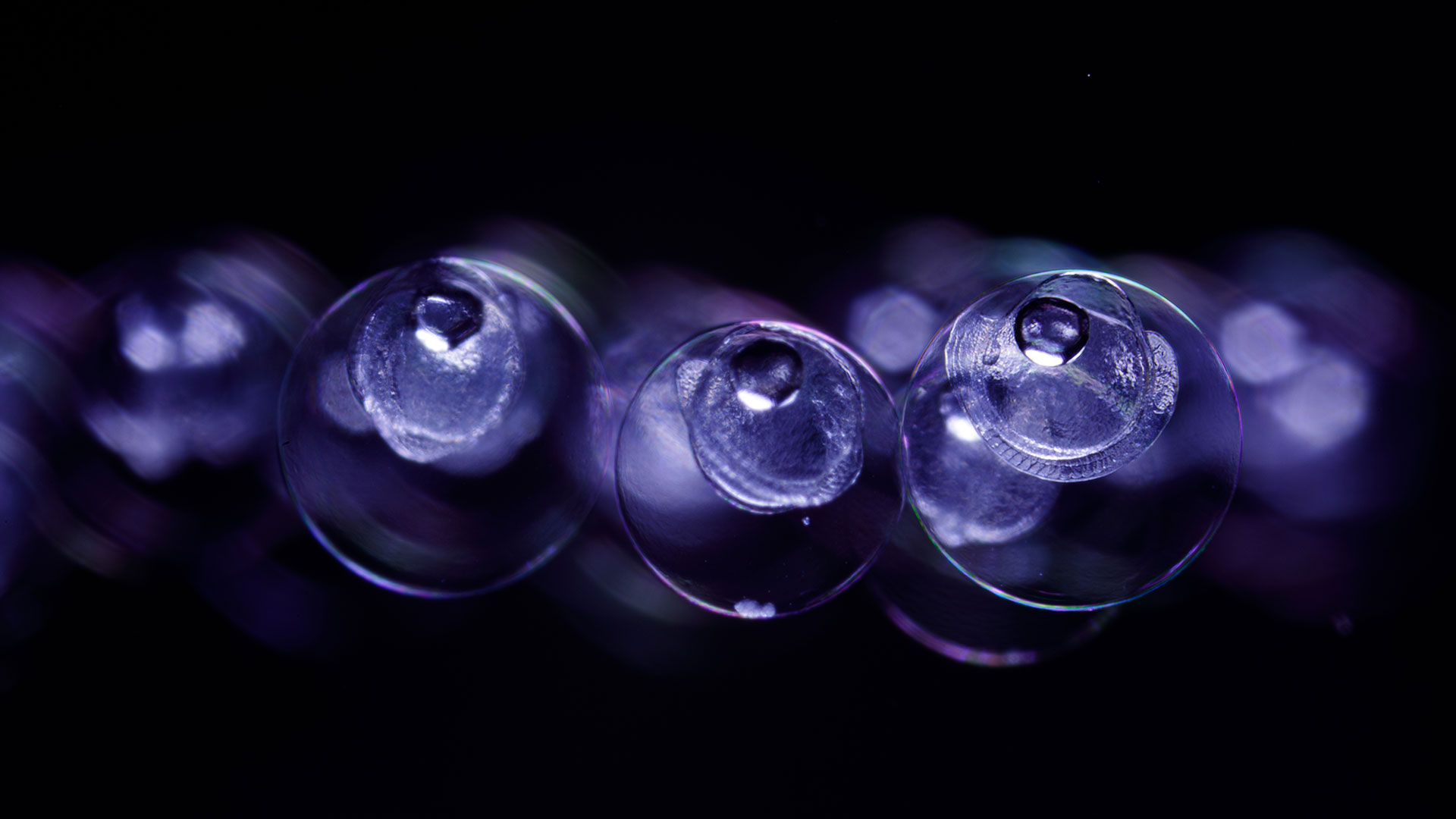 European eel embryos