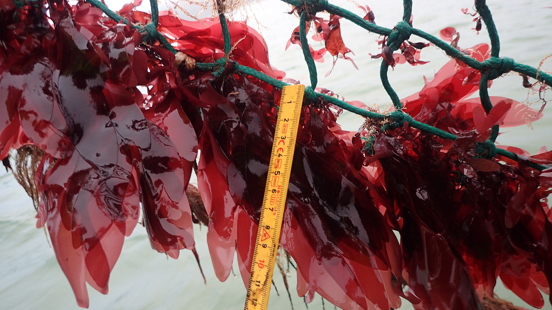 Dulse production in a fjord