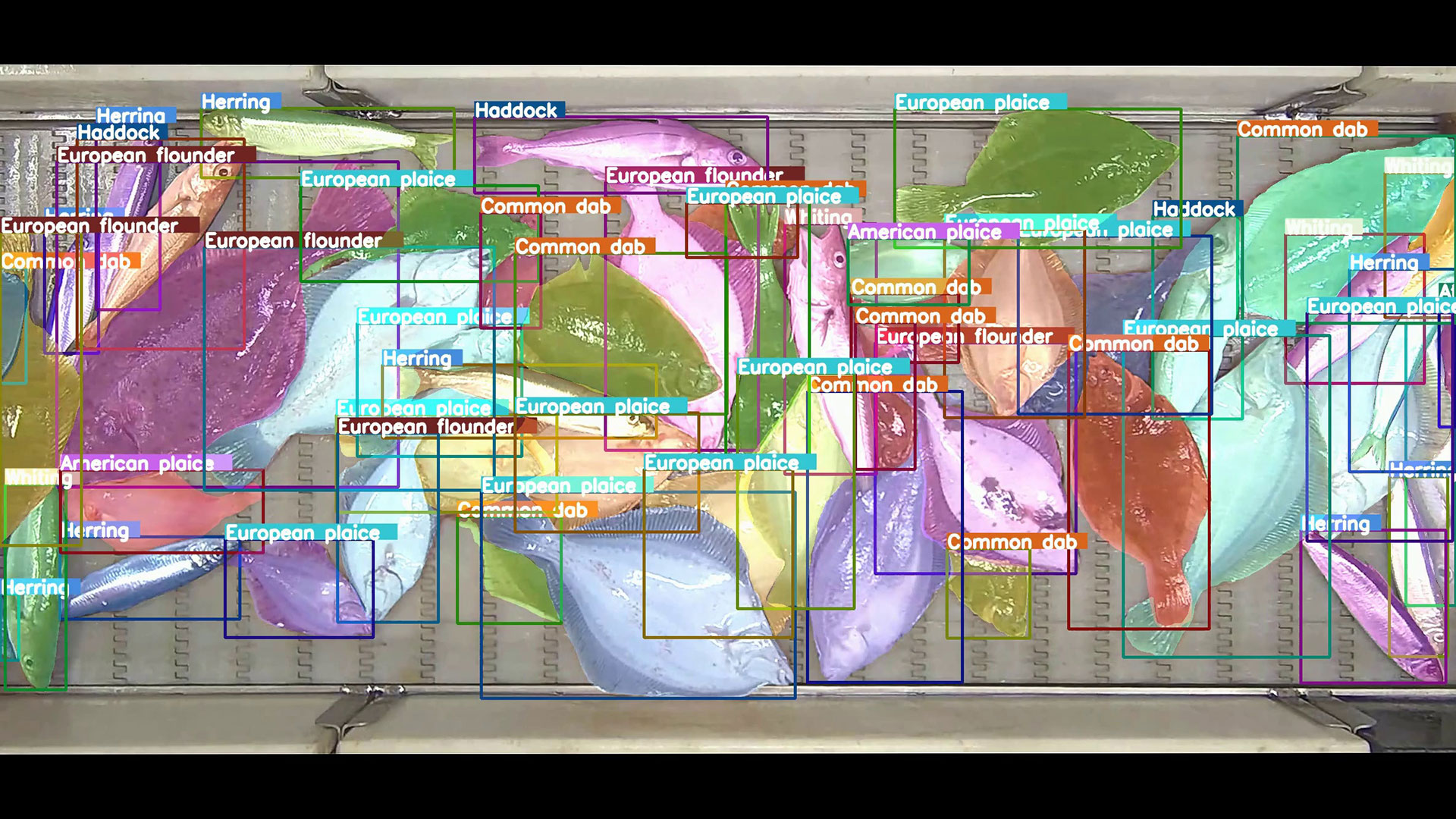 Sample image from the collected dataset of catches from a demersal trawler