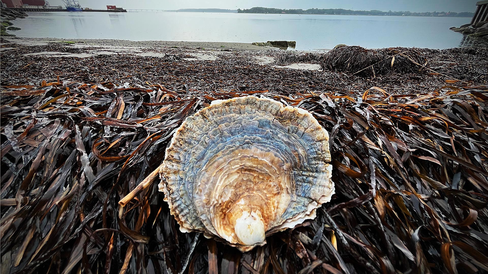 European flat oyster. Photo Camille Saurel