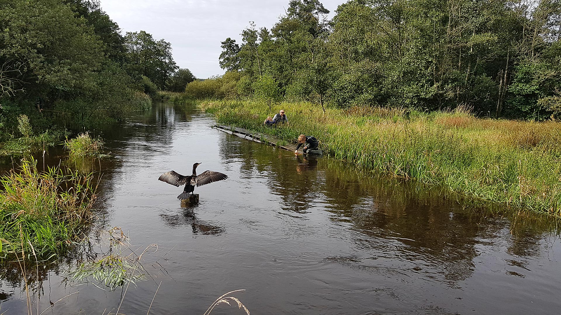 Focus on the cormorant in a major project to save Europe's freshwater fish