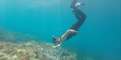 Diver investigating seabed