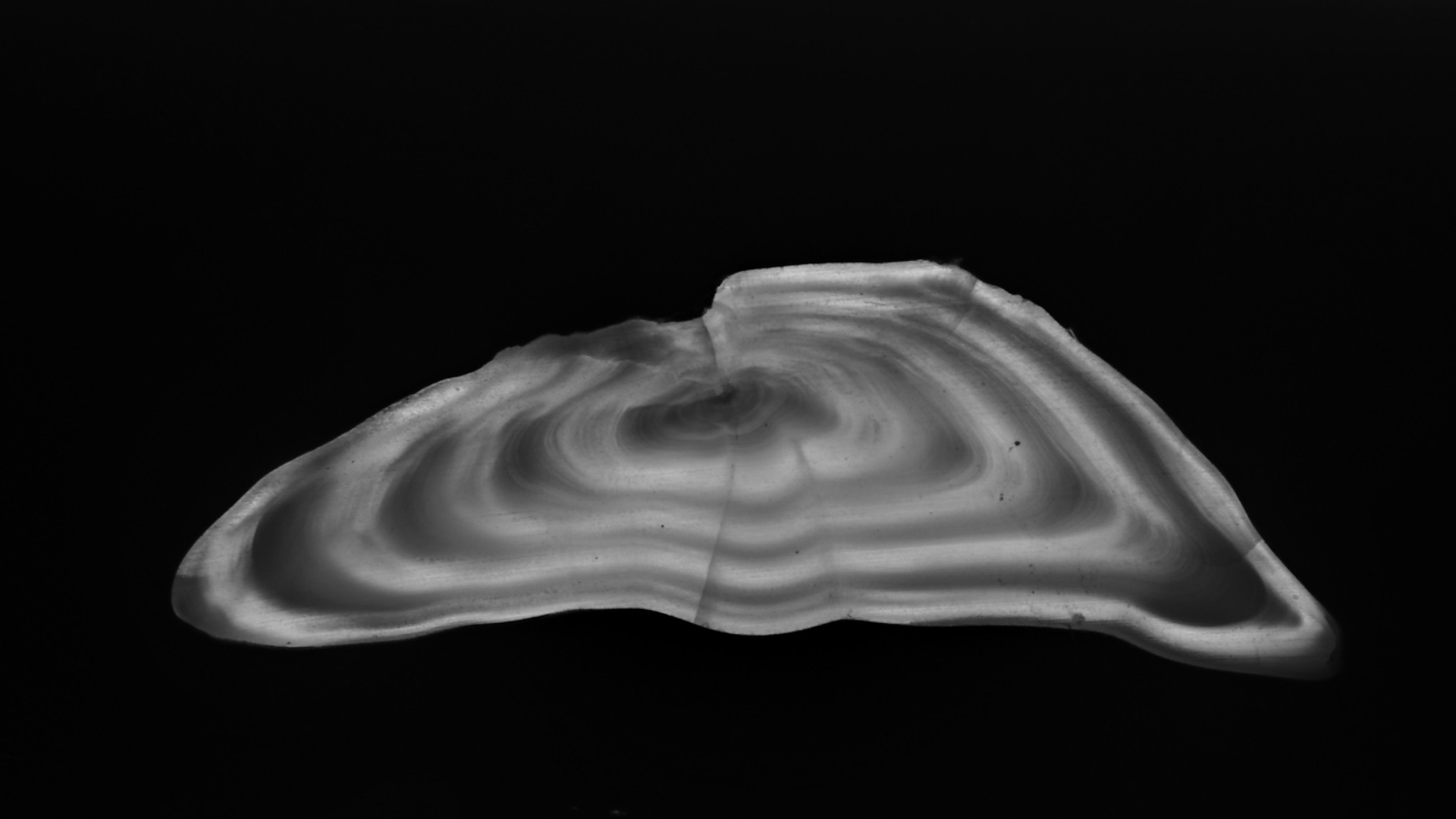 Otolith